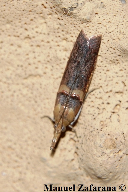 Pyralidae sconosciuta...